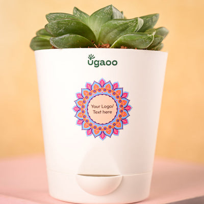 Haworthia Cymbiformis Plant and Nutki Snacks Diwali Gift Hamper