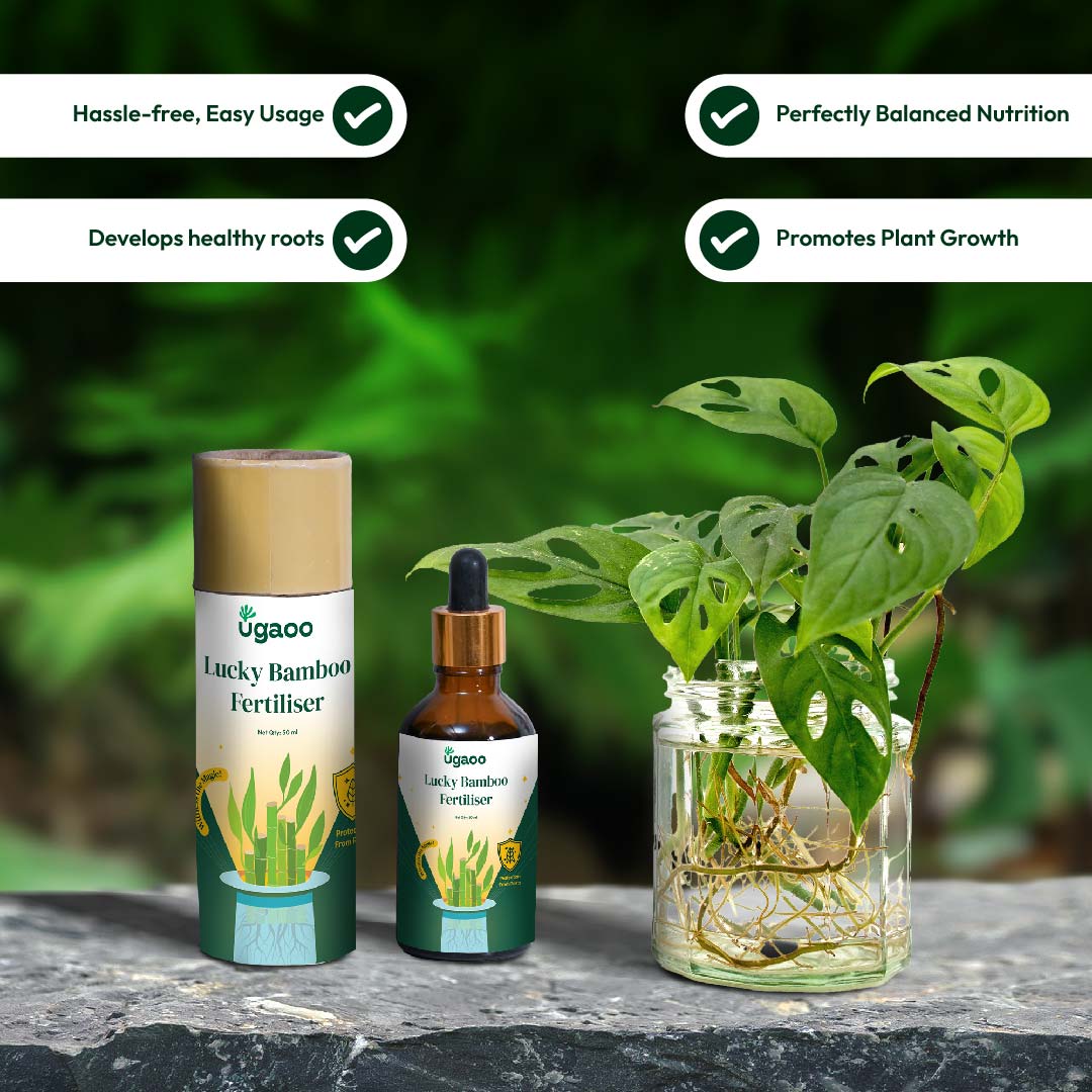 Lucky Bamboo Fertilizer
