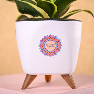 Snake Plant Golden Hahnii & Nutki Diwali Gft Hamper