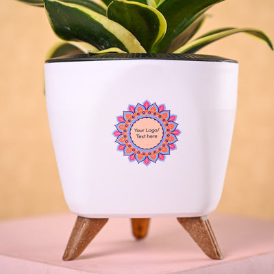 Snake Plant Golden Hahnii & Nutki Diwali Gft Hamper