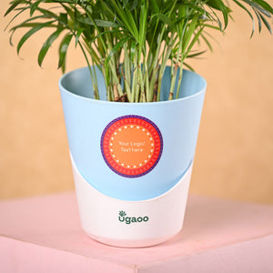 Bamboo Palm Plant & Phool Diwali Gift Hamper