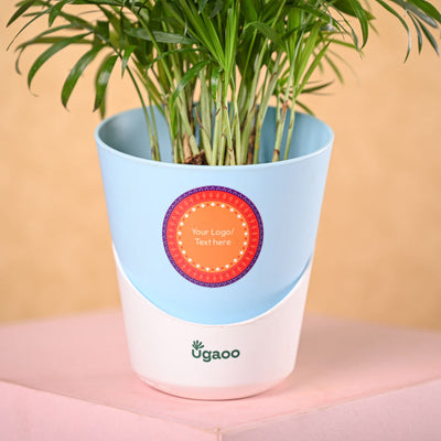 Bamboo Palm Plant & Phool Diwali Gift Hamper