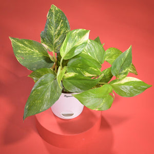 Money Plant Variegated Plant Diwali Gift with Greeting Card