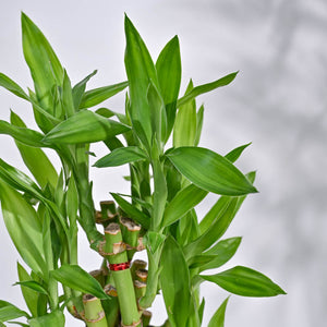 Lucky Bamboo Plant- Pyramid