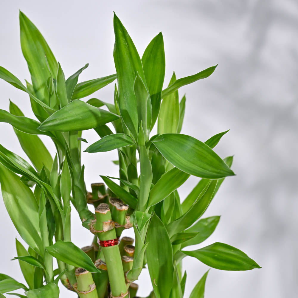 lucky bamboo pyramid Lucky Bamboo Plant- Pyramid 3 Layer / Lotus Bowl | Indoor