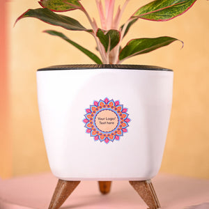 Aglaonema Red Plant & Phool Diwali Gift Hamper