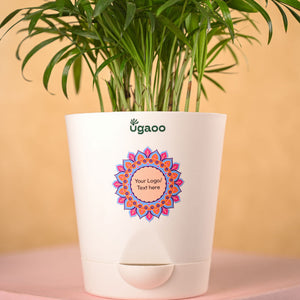 Bamboo Palm Plant & Bombay Sweet Shop Diwali Gift Hamper