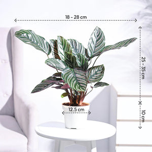 Ganpati Decor Plant Bundle