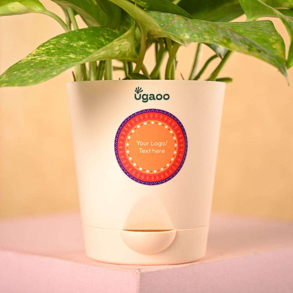 Money Plant Variegated & Phool Diwali Gift Hamper