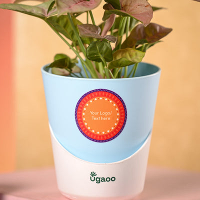 Syngonium Pink Plant and Nutki Diwali Gift Hamper