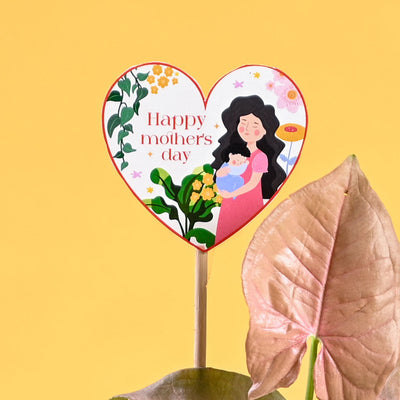 Syngonium Pink For Mother's Day Gifting