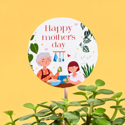 Jade Mini Plant For Mother's Day Gifting