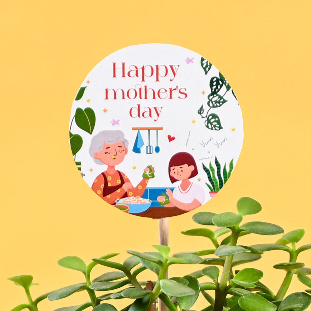 Jade Mini Plant For Mother's Day Gifting