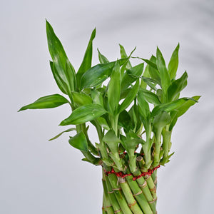 Lucky Wheel Bamboo Plant