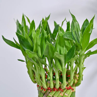 Lucky Wheel Bamboo Plant