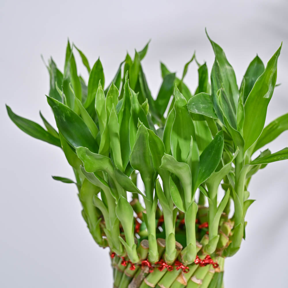 Lucky Wheel Bamboo Plant
