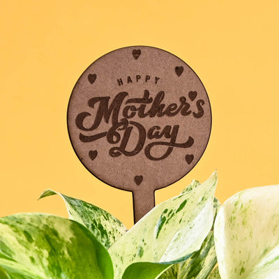 Money Plant Marble For Mother's Day Gifting