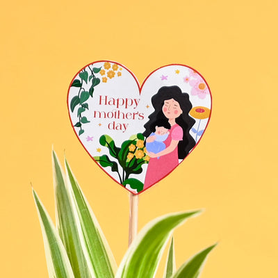 Spider Plant For Mother's Day Gifting