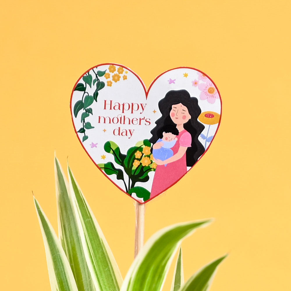 Spider Plant For Mother's Day Gifting