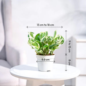 Ganpati Decor Festive Bundle