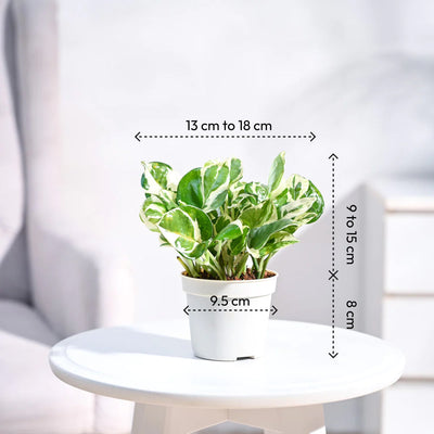 Ganpati Decor Festive Bundle