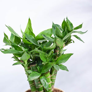 Lotus Lucky Bamboo 5 Sticks