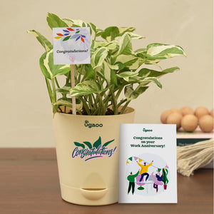 Money Plant N'Joy Corporate Gift Hamper