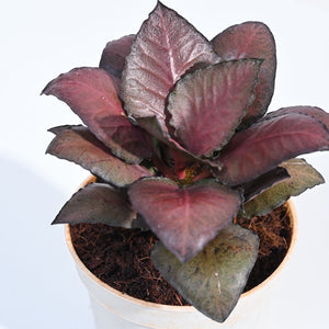Red Euphorbia Plant