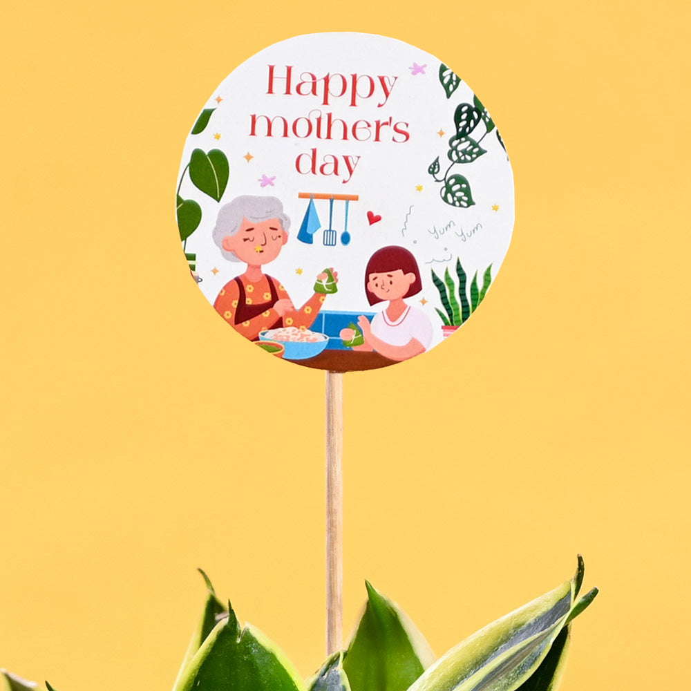 Snake Plant - Golden Hahnii For Mother's Day Gifting