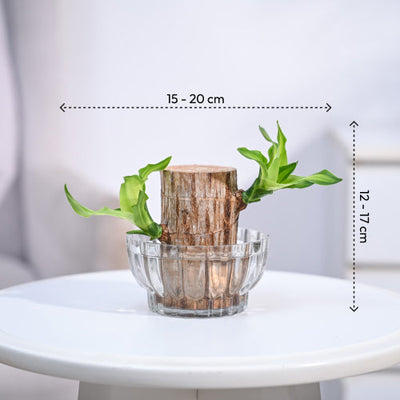 Brazilian Wood Plant