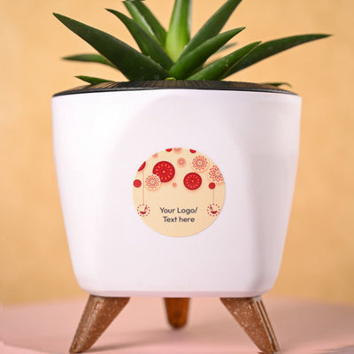 Aloe Vera Mini Plant & Phool Diwali Gift Hamper