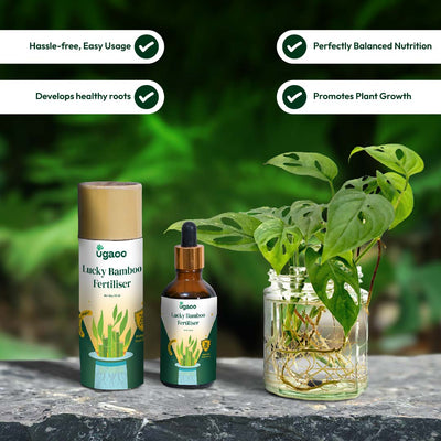 Lucky Bamboo Fertilizer