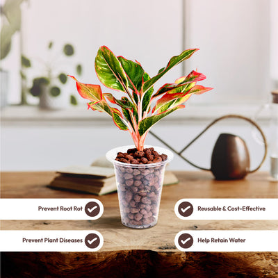 Hydrostone LECA Balls - 6 Litre