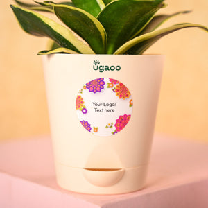 Snake Plant & Bombay Sweet Shop Diwali Gift Hamper