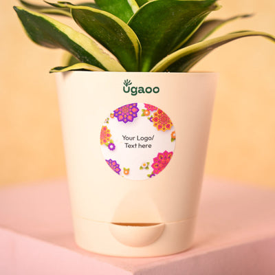 Snake Plant & Bombay Sweet Shop Diwali Gift Hamper