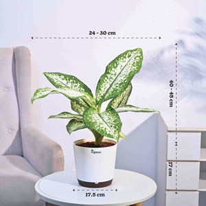 Dieffenbachia Delilah - Large