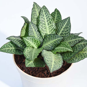 Euphorbia Francoisii Green