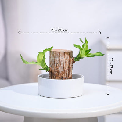 Brazilian Wood Plant