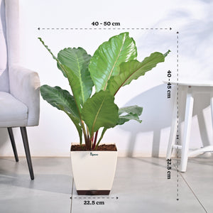 Anthurium Hookeri - XL