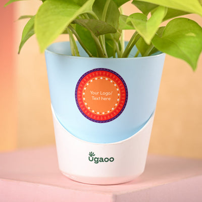 Money Plant Golden & Bombay Sweet Shop Diwali Gift Hamper