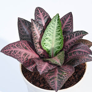 Euphorbia Francoisii Hybrid