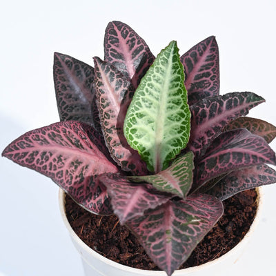 Euphorbia Francoisii Hybrid