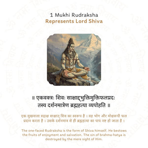 Premium 1 Mukhi Rudraksha