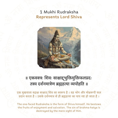 Premium 1 Mukhi Rudraksha