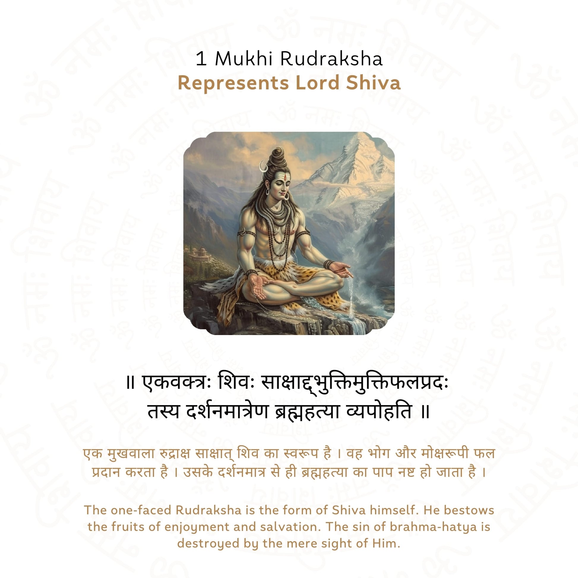 Premium 1 Mukhi Rudraksha