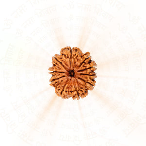 10 Mukhi Rudraksha ( Nepali )