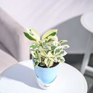 Ficus Prestige Plant