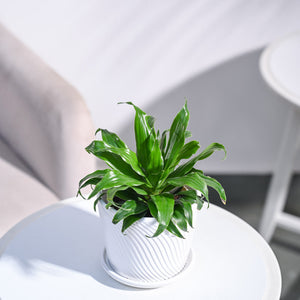 Dracaena Compacta Plant