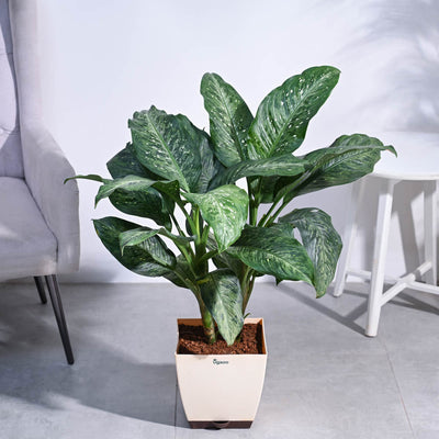 Dieffenbachia Plant XL