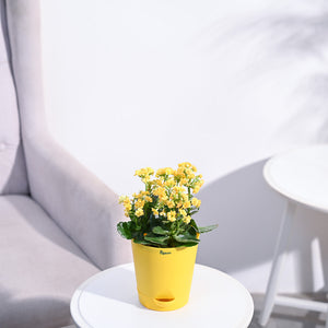Kalanchoe Plant - Yellow